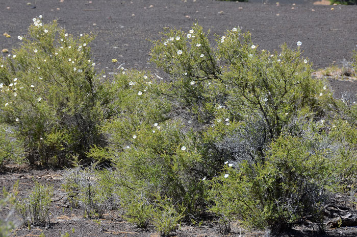 The growth form of Apache Plume is erect with multiple branches, the bark is grayish white, peeling and shreddy. Fallugia paradoxa, Apache Plume